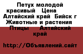 Петух молодой красивый › Цена ­ 250 - Алтайский край, Бийск г. Животные и растения » Птицы   . Алтайский край